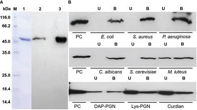 A Versatile Hemolin With Pattern Recognitional Contributions to the Humoral Immune Responses of the Chinese Oak Silkworm Antheraea pernyi